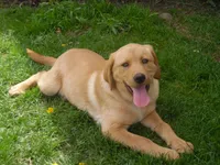 Jerry, a male Labrador Retriever for sale in Marathon, NY – Photo 5 of 10