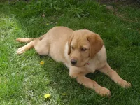 Jerry, a male Labrador Retriever for sale in Marathon, NY – Photo 7 of 10