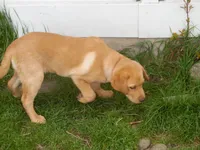 Jerry, a male Labrador Retriever for sale in Marathon, NY – Photo 2 of 10