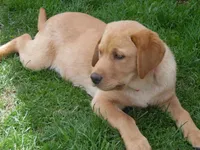 Jerry, a male Labrador Retriever for sale in Marathon, NY – Photo 3 of 10