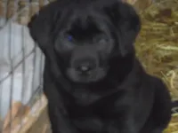 Black Tooco, a male Labrador Retriever for sale in Marathon, NY – 4 of 10