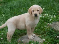 Boo Boo, a  Labrador Retriever for sale in Marathon, NY – 8 of 10