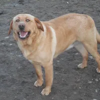 Corina, a female Labrador Retriever for sale in Marathon, NY – Photo 3 of 10