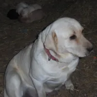 Corina, a female Labrador Retriever for sale in Marathon, NY – Photo 10 of 10