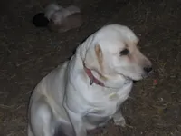 Corina, a female Labrador Retriever for sale in Marathon, NY – Photo 10 of 10