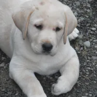 Corina, a female Labrador Retriever for sale in Marathon, NY – Photo 2 of 10