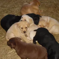 Corina, a female Labrador Retriever for sale in Marathon, NY – Photo 6 of 10