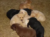 Corina, a female Labrador Retriever for sale in Marathon, NY – Photo 6 of 10