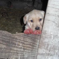 Corina, a female Labrador Retriever for sale in Marathon, NY – Photo 1 of 10