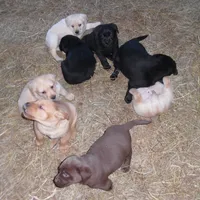 Corina, a female Labrador Retriever for sale in Marathon, NY – Photo 7 of 10