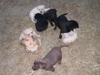 Corina, a female Labrador Retriever for sale in Marathon, NY – Photo 7 of 10