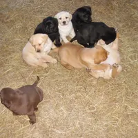 Corina, a female Labrador Retriever for sale in Marathon, NY – Photo 5 of 10