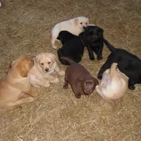Corina, a female Labrador Retriever for sale in Marathon, NY – Photo 8 of 10