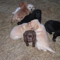 Corina, a female Labrador Retriever for sale in Marathon, NY – Photo 9 of 10