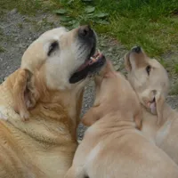 Corina, a female Labrador Retriever for sale in Marathon, NY – Photo 4 of 10