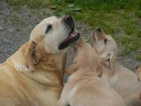 Corina, a female Labrador Retriever for sale in Marathon, NY – Photo 4 of 10