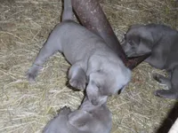 Luby, a female Labrador Retriever for sale in Marathon, NY – 3 of 10