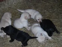 Black Tooco, a male Labrador Retriever for sale in Marathon, NY – 10 of 10