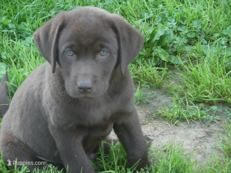 Boo Boo – Labrador Retriever puppy for sale in Marathon, NY