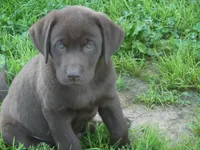 Boo Boo, a  Labrador Retriever for sale in Marathon, NY – 1 of 10
