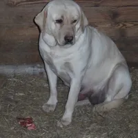 Suzy Q, a female Labrador Retriever for sale in Marathon, NY – Photo 4 of 10