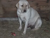 Suzy Q, a female Labrador Retriever for sale in Marathon, NY – Photo 4 of 10