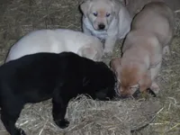 Suzy Q, a female Labrador Retriever for sale in Marathon, NY – Photo 8 of 10