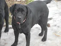 Suzy Q, a female Labrador Retriever for sale in Marathon, NY – Photo 2 of 10