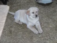 Suzy Q, a female Labrador Retriever for sale in Marathon, NY – Photo 1 of 10