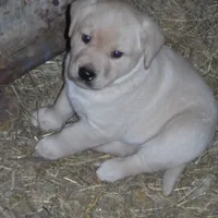 Suzy Q, a female Labrador Retriever for sale in Marathon, NY – Photo 9 of 10