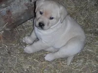 Suzy Q, a female Labrador Retriever for sale in Marathon, NY – Photo 9 of 10
