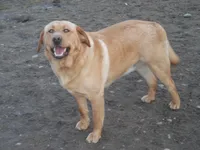 Suzy Q, a female Labrador Retriever for sale in Marathon, NY – Photo 7 of 10