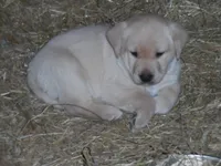 Suzy Q, a female Labrador Retriever for sale in Marathon, NY – Photo 10 of 10