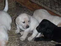 Black Tooco, a male Labrador Retriever for sale in Marathon, NY – 8 of 10