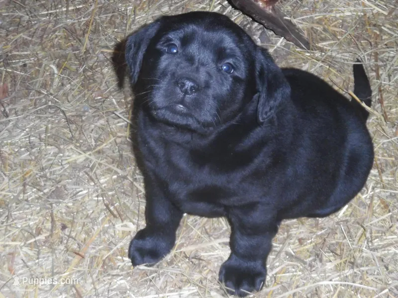 Charlie, a male Labrador Retriever for sale in Marathon, NY – Photo 1 of 10