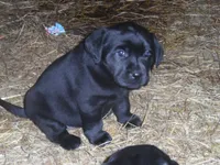 Charlie, a male Labrador Retriever for sale in Marathon, NY – Photo 4 of 10