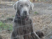 Charlie, a male Labrador Retriever for sale in Marathon, NY – Photo 9 of 10