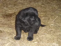 Charlie, a male Labrador Retriever for sale in Marathon, NY – Photo 5 of 10