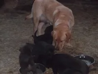 Charlie, a male Labrador Retriever for sale in Marathon, NY – Photo 2 of 10