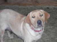 Charlie, a male Labrador Retriever for sale in Marathon, NY – Photo 3 of 10