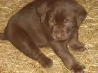 Charlie, a male Labrador Retriever for sale in Marathon, NY – Photo 8 of 10