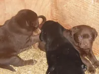 Charlie, a male Labrador Retriever for sale in Marathon, NY – Photo 6 of 10