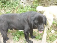 Charlie, a male Labrador Retriever for sale in Marathon, NY – Photo 10 of 10