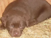 Charlie, a male Labrador Retriever for sale in Marathon, NY – Photo 7 of 10