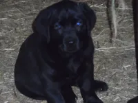 Black Tooco, a male Labrador Retriever for sale in Marathon, NY – 3 of 10