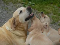 Brownie, a  Labrador Retriever for sale in Marathon, NY – 10 of 10