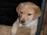 Orange, a female Labrador Retriever for sale in Marathon, NY – Photo 1 of 10
