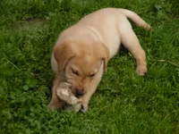 Orange, a female Labrador Retriever for sale in Marathon, NY – Photo 7 of 10