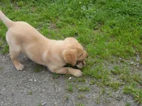 Orange, a female Labrador Retriever for sale in Marathon, NY – Photo 6 of 10