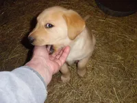 Orange, a female Labrador Retriever for sale in Marathon, NY – Photo 5 of 10